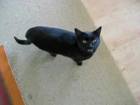 Meow Mix