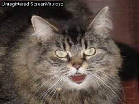 Best French Canadian Insult Cat