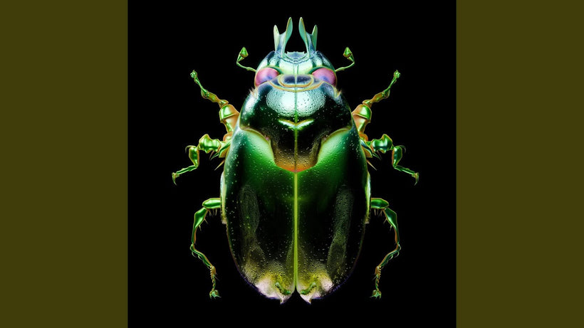 GRRL - Beetle