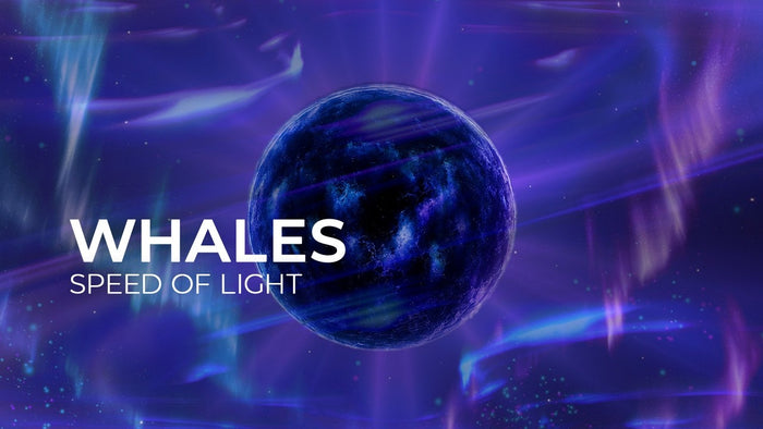 Whales - Speed Of Light